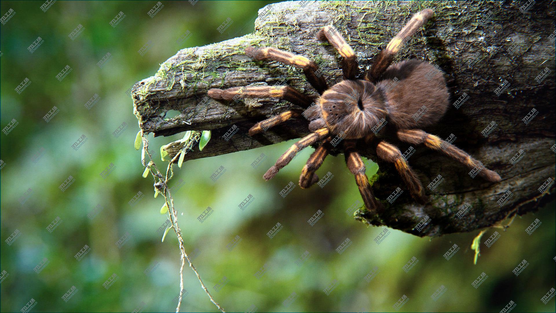 images/goods_img/20210313/Tarantula, Rigged, Animated, 4K PBR Textures 3D/2.jpg